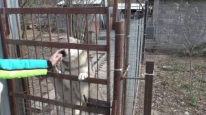 Чехословацкий влчак: вот такой он - необычный и классный!