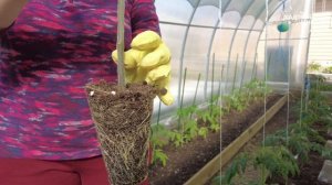 Переросли томаты - сажайте их лежа. Как посадить переросшую рассаду томатов