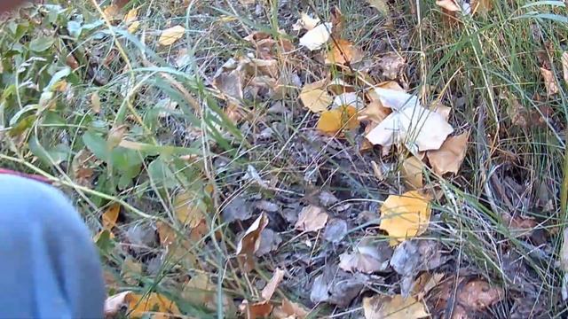 УРОЖАЙ ГРИБОВ. ТОПОЛЁВАЯ РЯДОВКА (ВАЛУИ) ГРИБОВ КАК ГРЯЗИ) смотреть онлайн