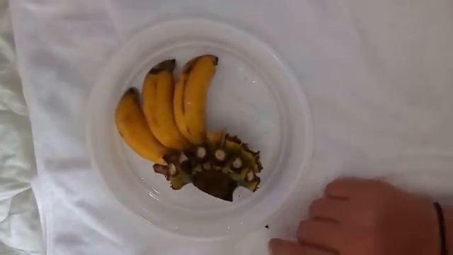 Бананы| Сорта, какие лучше покупать, как есть, цены Нячанг смотреть онлайн