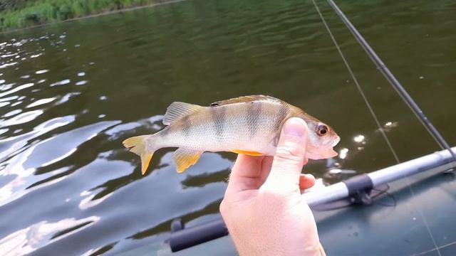 Ловим на спининг.Маленький Крэнк не дает шансов рыбе. смотреть онлайн