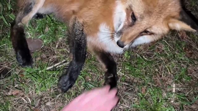 Ли Сяо / Alice the Fox Лиса Алиса (Такая разная лиса!!) смотреть онлайн