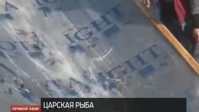 Тальтийская Стерлядка смотреть онлайн