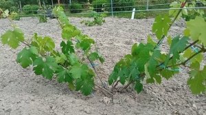 самая лучшая подкормка однолетних кустов винограда. виноград растёт на глазах как бешеный.?????????