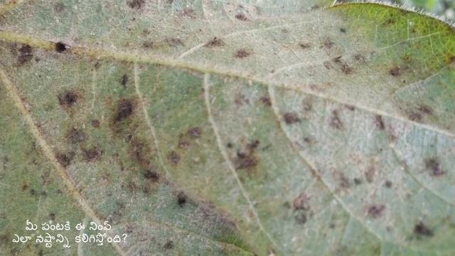 Bayer crop science ,movento energy смотреть онлайн