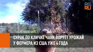 Сурок по кличке Чанк ворует урожай у фермера из США уже 4 года