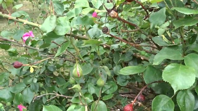 Rosa ´Parade´ смотреть онлайн