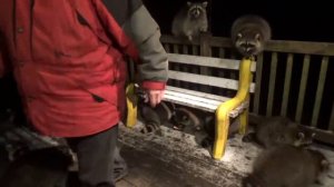 Прикольные еноты