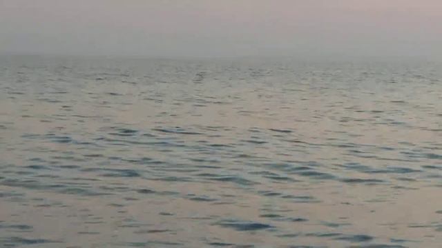 Дельфины в Черном море смотреть онлайн