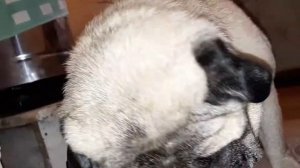 Мопс кушает гипоалергенный корм