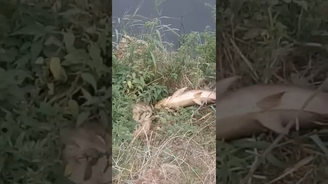 Озеро города Дербент отравление смотреть онлайн