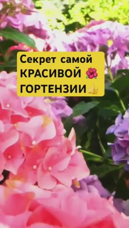 Как подчеркнуть красоту ГОРТЕНЗИИ