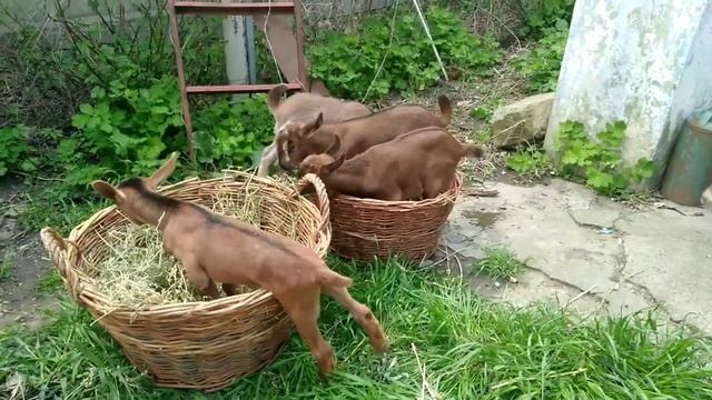 Козлята (козлики), процентные. Помесь пород: англо-нубийская и мурсиана-гранадина. смотреть онлайн