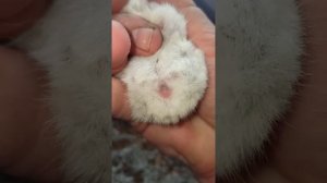 Как определить пол джунгарского хомячка?