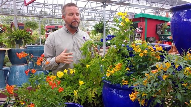 Civano Nursery - Tecoma смотреть онлайн