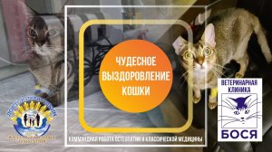 Чудесное выздоровление кошки