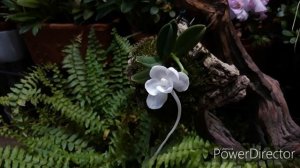 ОРХИДЕИ мини в домашних условиях. Amesiella philippinesis - орхидея на блоке.