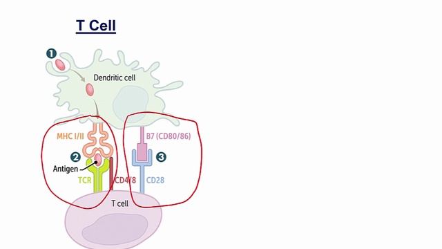 USMLE RX - 6.Иммунология - 1.Клеточные компоненты - 7.Активация Т-клеток и В-клеток