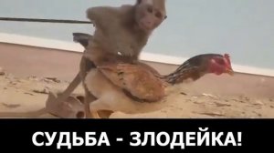 Обезьяна и курица!#обезьянаикурица#