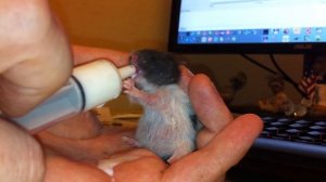 Молочный отец для хомячков / Как накормить хомячка если мамы нет...