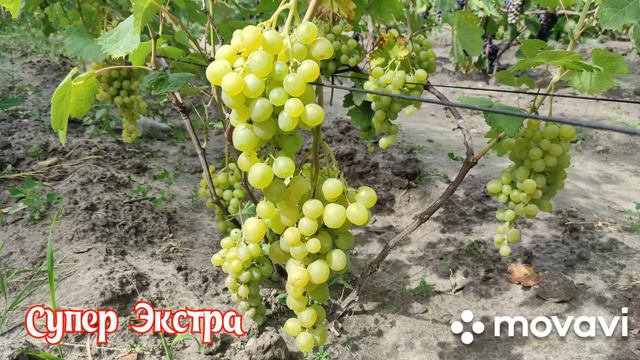 Виноград Супер Экстра