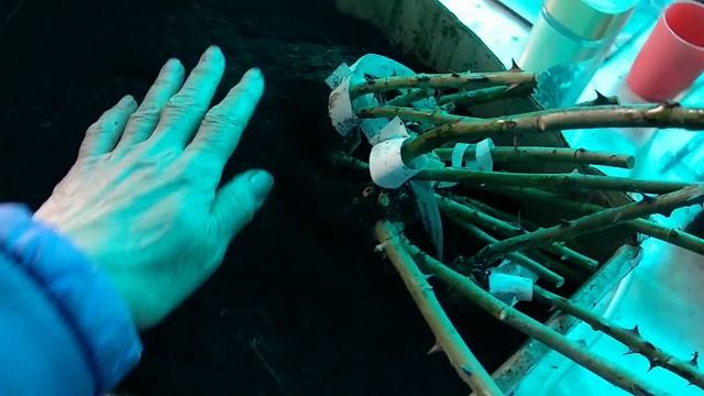 Саженцы роз. Хранение, подготовка, обработка и посадка.