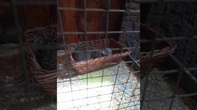 Крокодиловая ферма (часть 2) смотреть онлайн