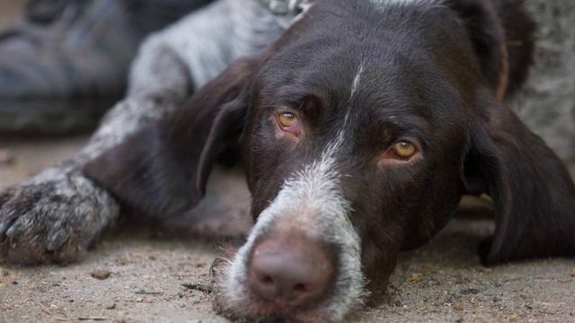 Как-то во двор к дому хороших людей забрел старый, уставший пес. Он приходил и уходил, но потом смотреть онлайн