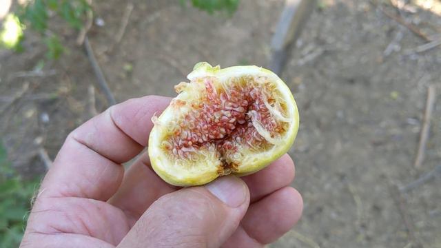 Первый урожай инжира Uzbek yellow flat (Tashkent, Sary Tumen) fig смотреть онлайн