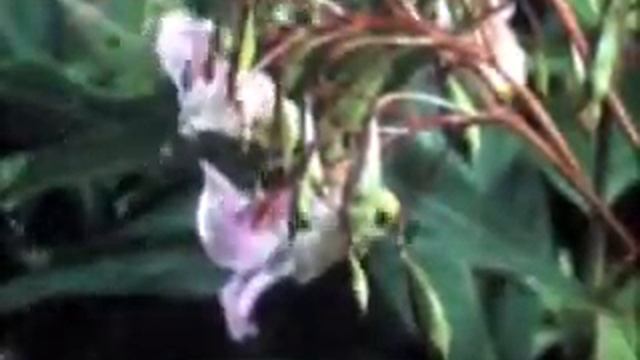 Недотрога смотреть онлайн