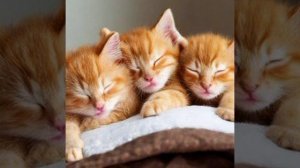 Милые рыжие котята спят на подушке