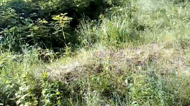 VLOG / В лесу / много грибов / жарим шашлык . смотреть онлайн