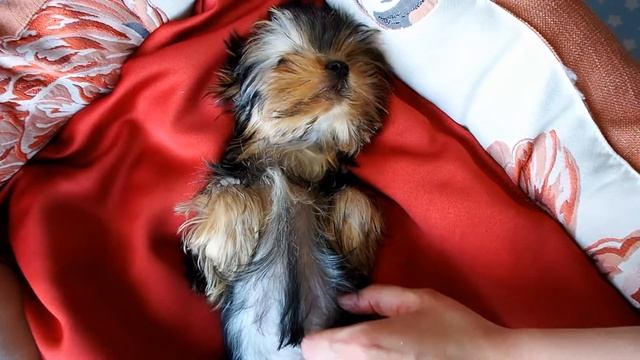 Лучшая лежанка для собаки / Лежак от @_myagkoe_mesto_ смотреть онлайн