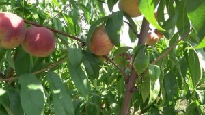 Поздний  персик с белой мякотью АЛИБЛАНКА / Сорт высоких вкусовых и товарных качеств