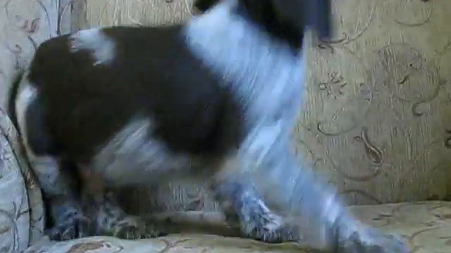 Опасный зверь, нуждается в дрессировке! смотреть онлайн