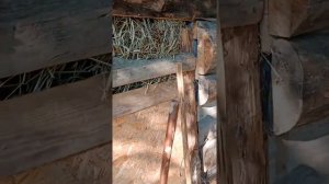 Березовый деготь - лучшее средство от слепней и оводов. Спасаем быка.
