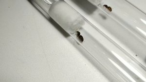 Lasius flavus - обзор вида /// личный опыт и информация с сайтов