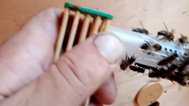 Подсадка неплодной матки в пчелосемью