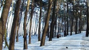№32 г.Пионерский ,Калининградская область,январь 2017 г.