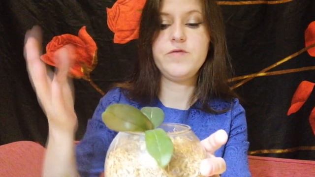 Орхидея фаленопсис, важное о пересадке. смотреть онлайн