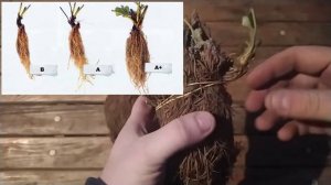 Вся правда про технологию Фриго, мнение АГРОНОМА