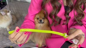 Одежда, амуниция и игрушки моих собак ?? #шпицы #моисобаки