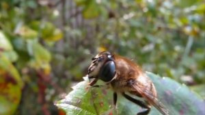 Fly (bee?) cleaning himself