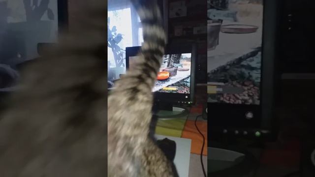 #Котосемья #Беня смотрит стрим из " Птичьего кафе" "Ёль"