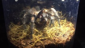 CRAZY Tarantula Feeding Time lapse - Brachypelma auratum Mexican Flame Knee || MUST WATCH