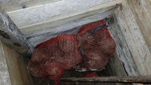 Проверил содержимое погреба. Картофель на еду в достатке. Нужно доставать семенной. 24042023.