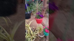 Hanging pots of Petunia