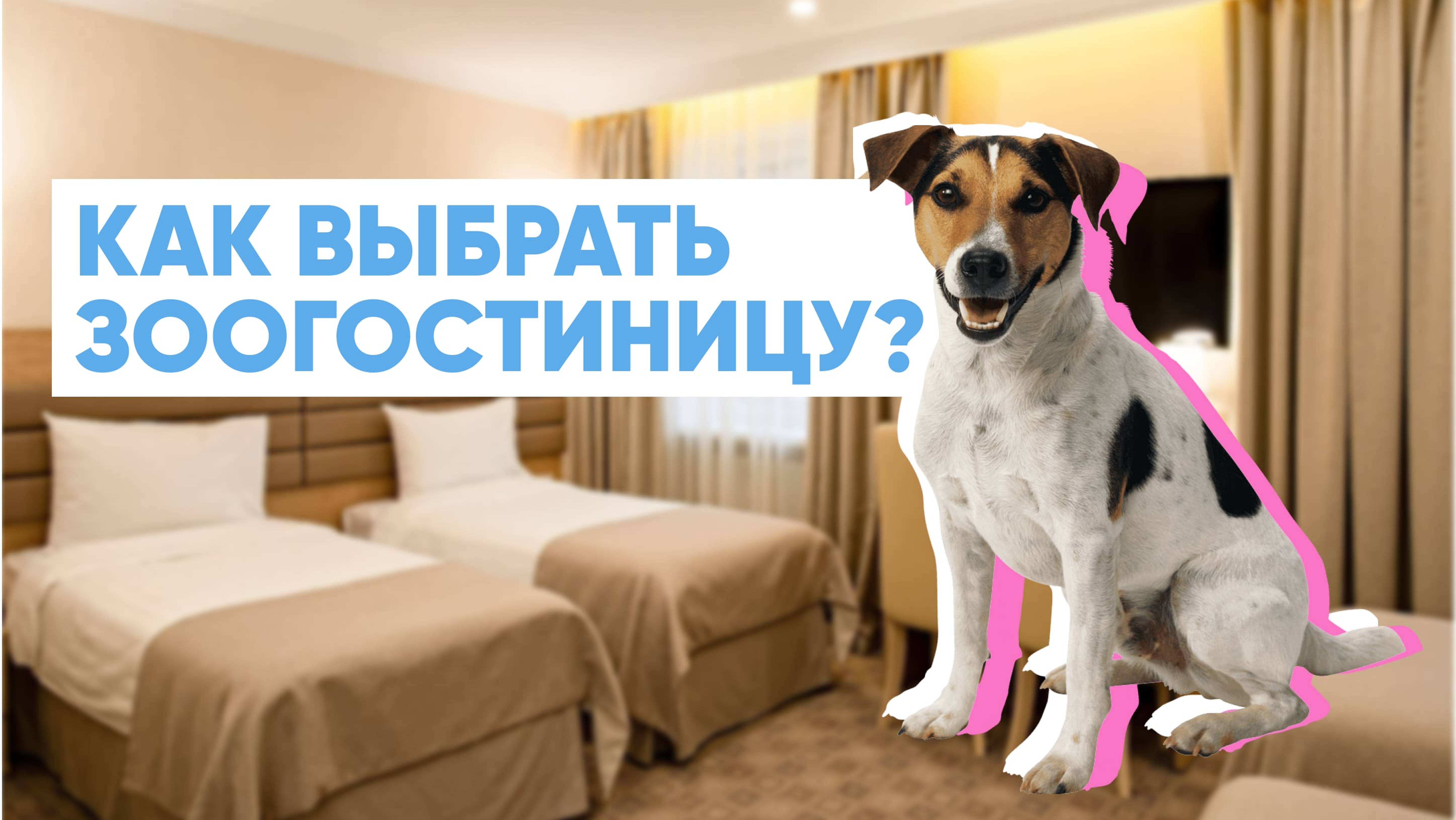 Как ВЫБРАТЬ надежную ЗООГОСТИНИЦУ для вашего питомца 🏨🐕
