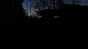 Куст ракиты