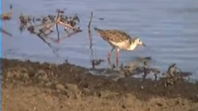 Турухтан смотреть онлайн